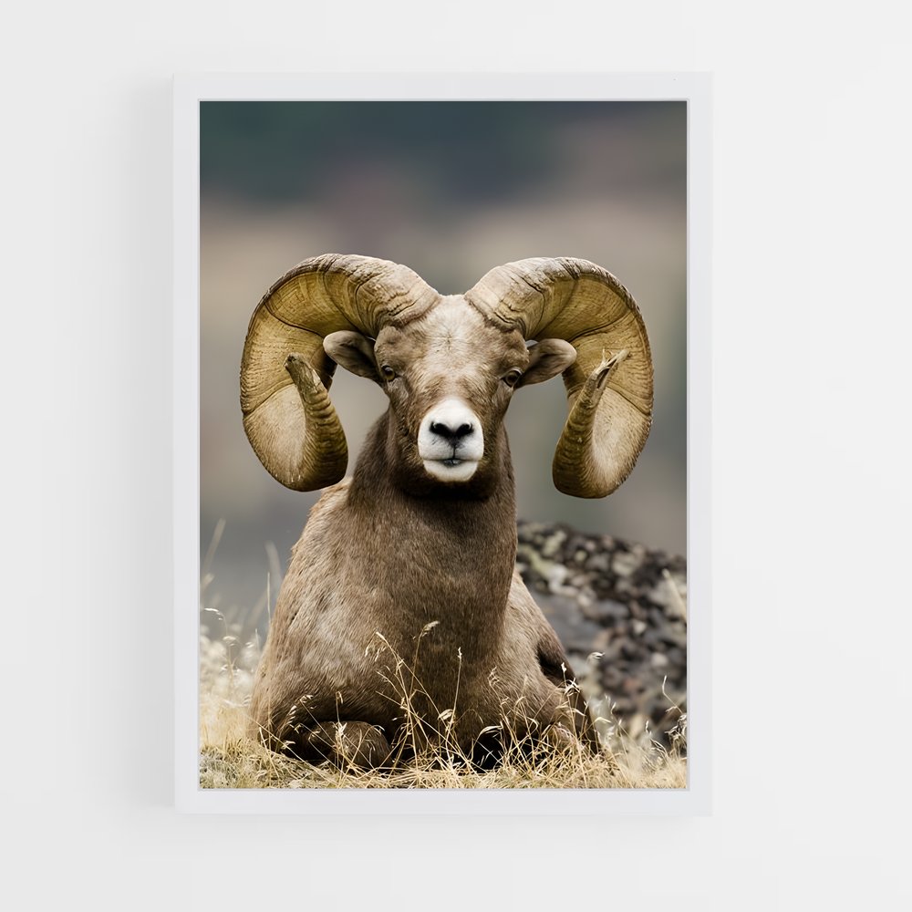 ap-bighorn sheep-2 cadre Blanc