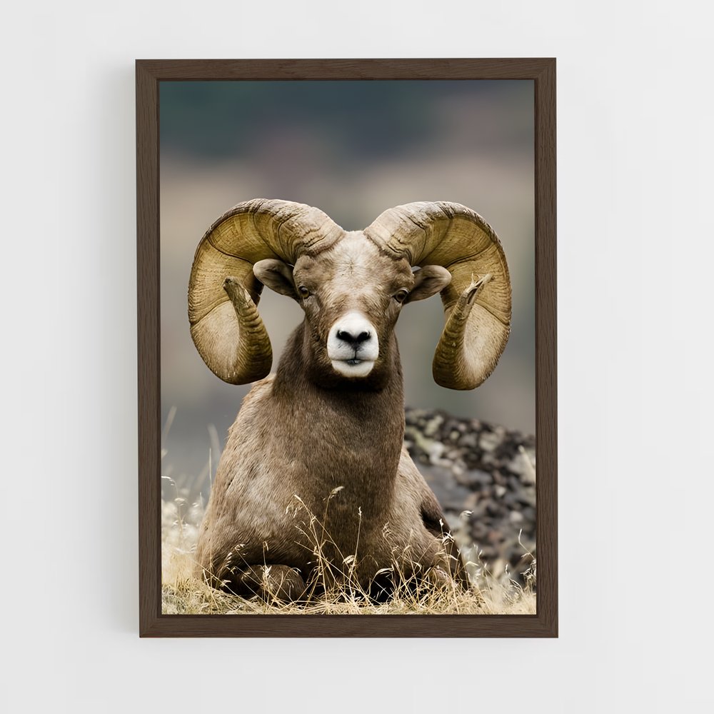 ap-bighorn sheep-2 cadre Bois foncé
