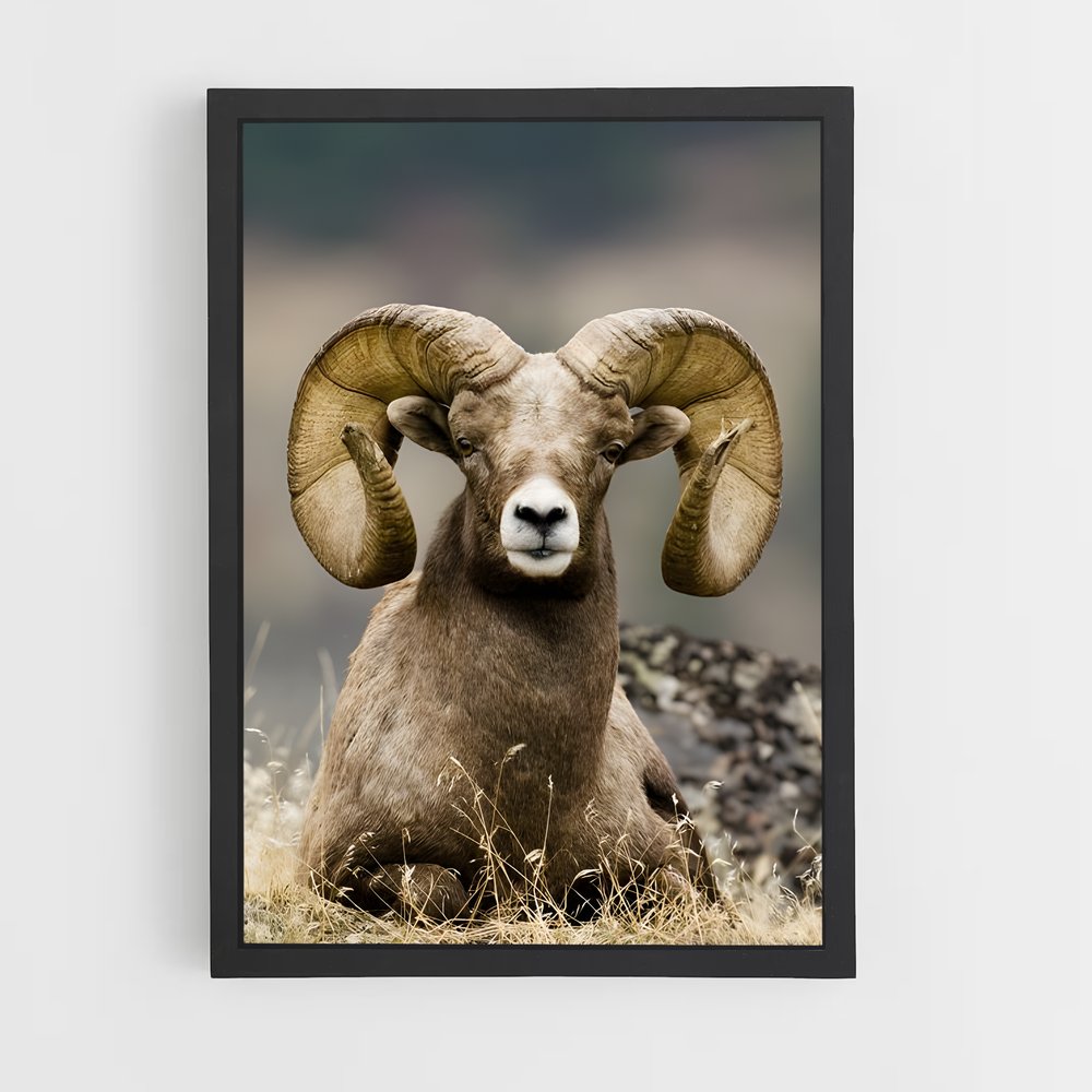 ap-bighorn sheep-2 cadre Noir