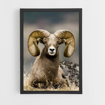ap-bighorn sheep-2 cadre Noir
