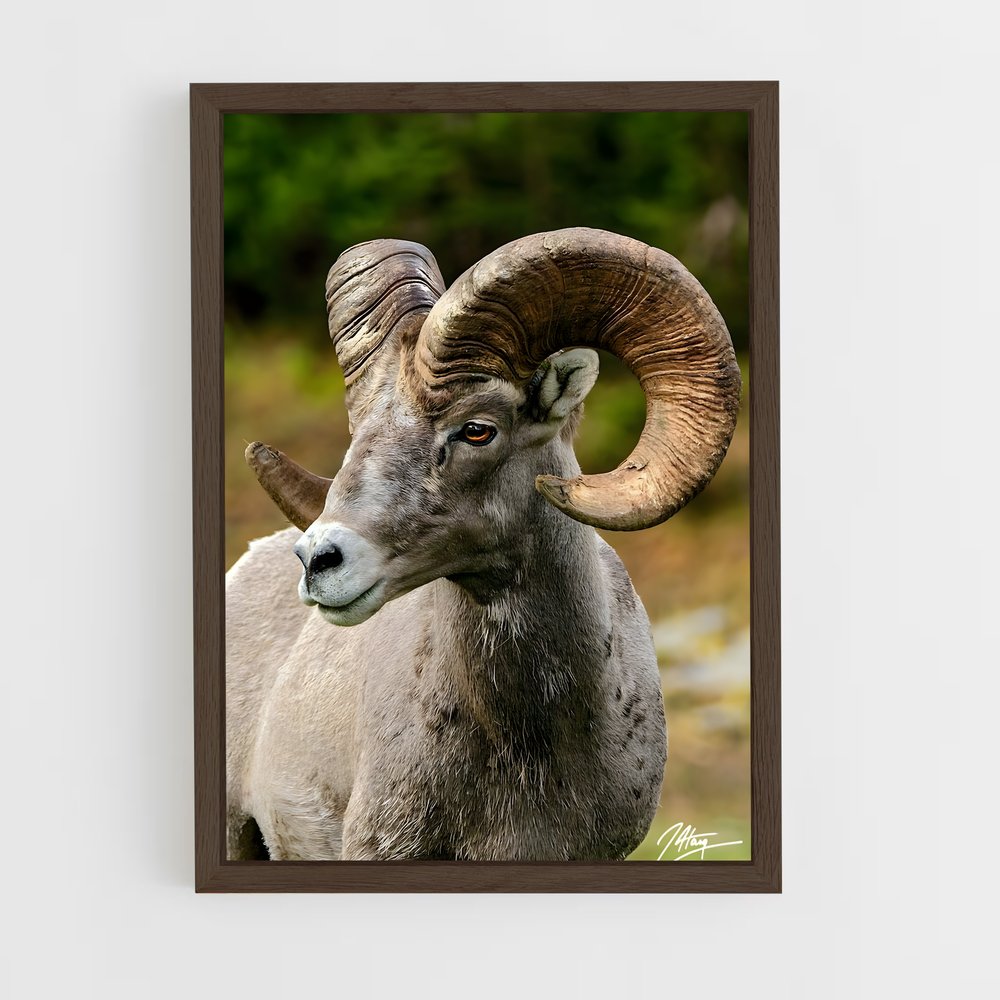 ap-bighorn sheep-3 cadre Bois foncé