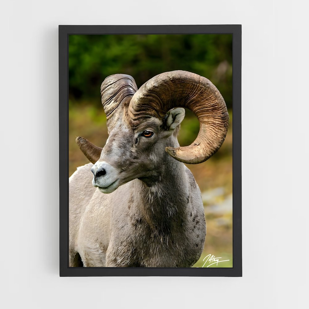 ap-bighorn sheep-3 cadre Noir