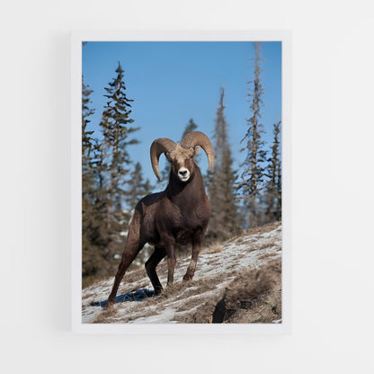 ap-bighorn sheep-4 cadre Blanc