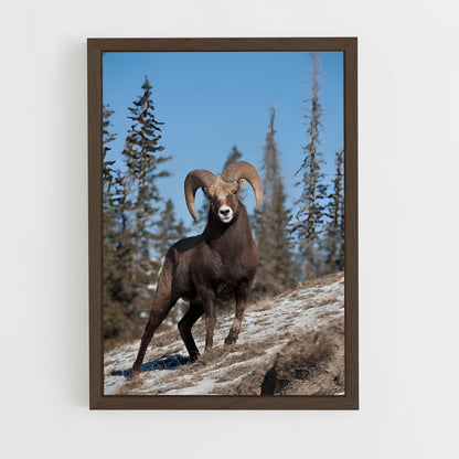 ap-bighorn sheep-4 cadre Bois foncé