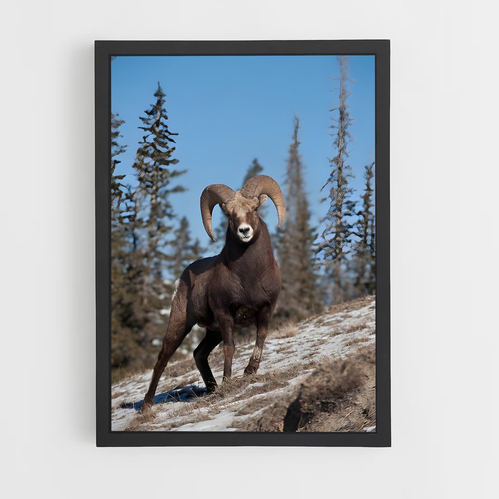 ap-bighorn sheep-4 cadre Noir