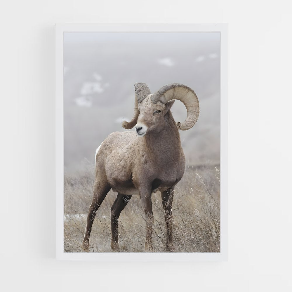 ap-bighorn sheep-6 cadre Blanc