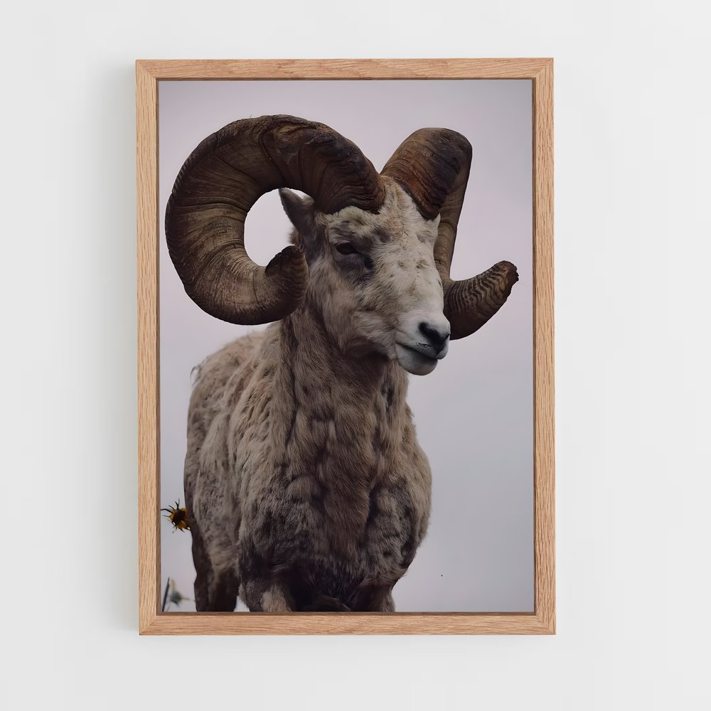 ap-bighorn sheep-7 cadre Bois clair