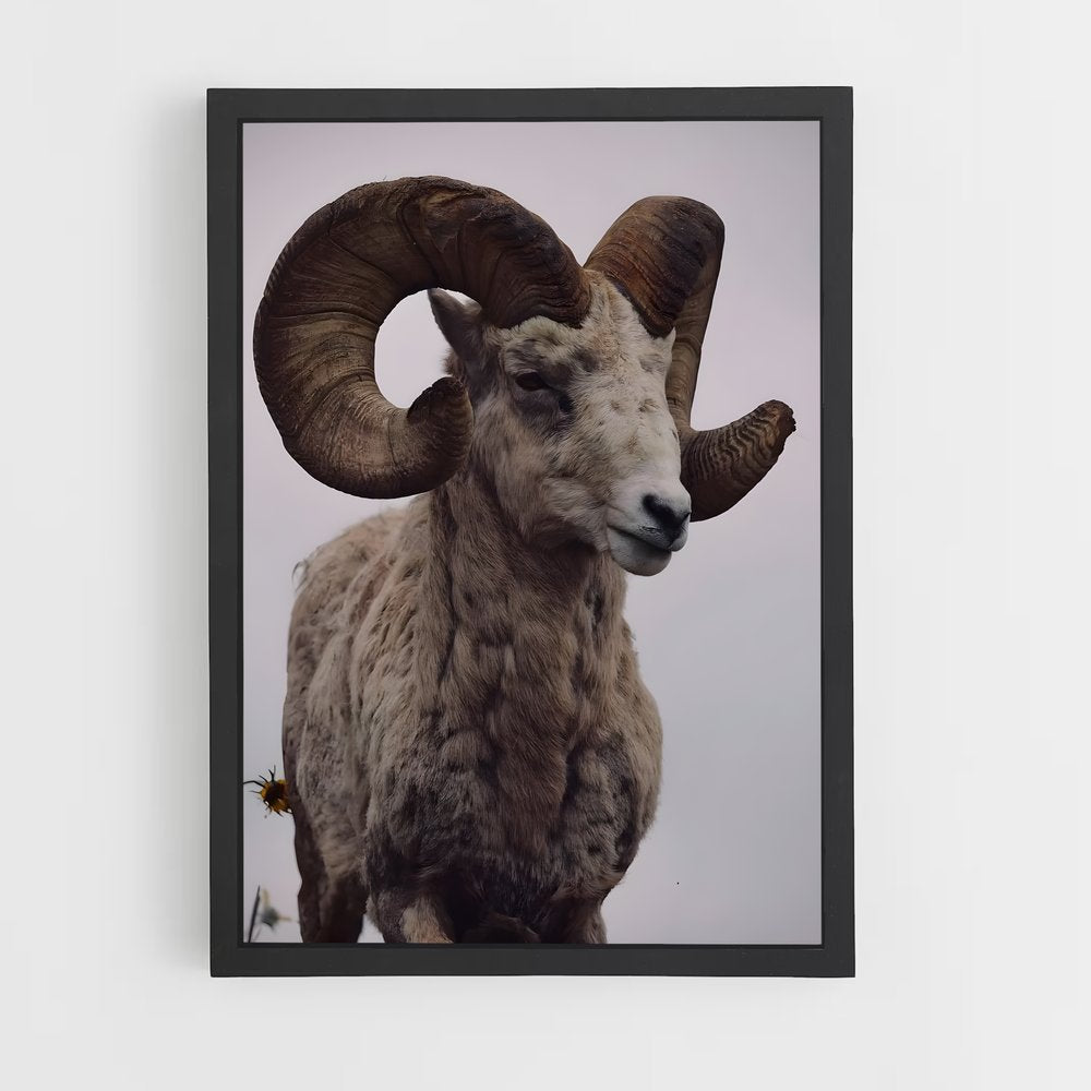 ap-bighorn sheep-7 cadre Noir