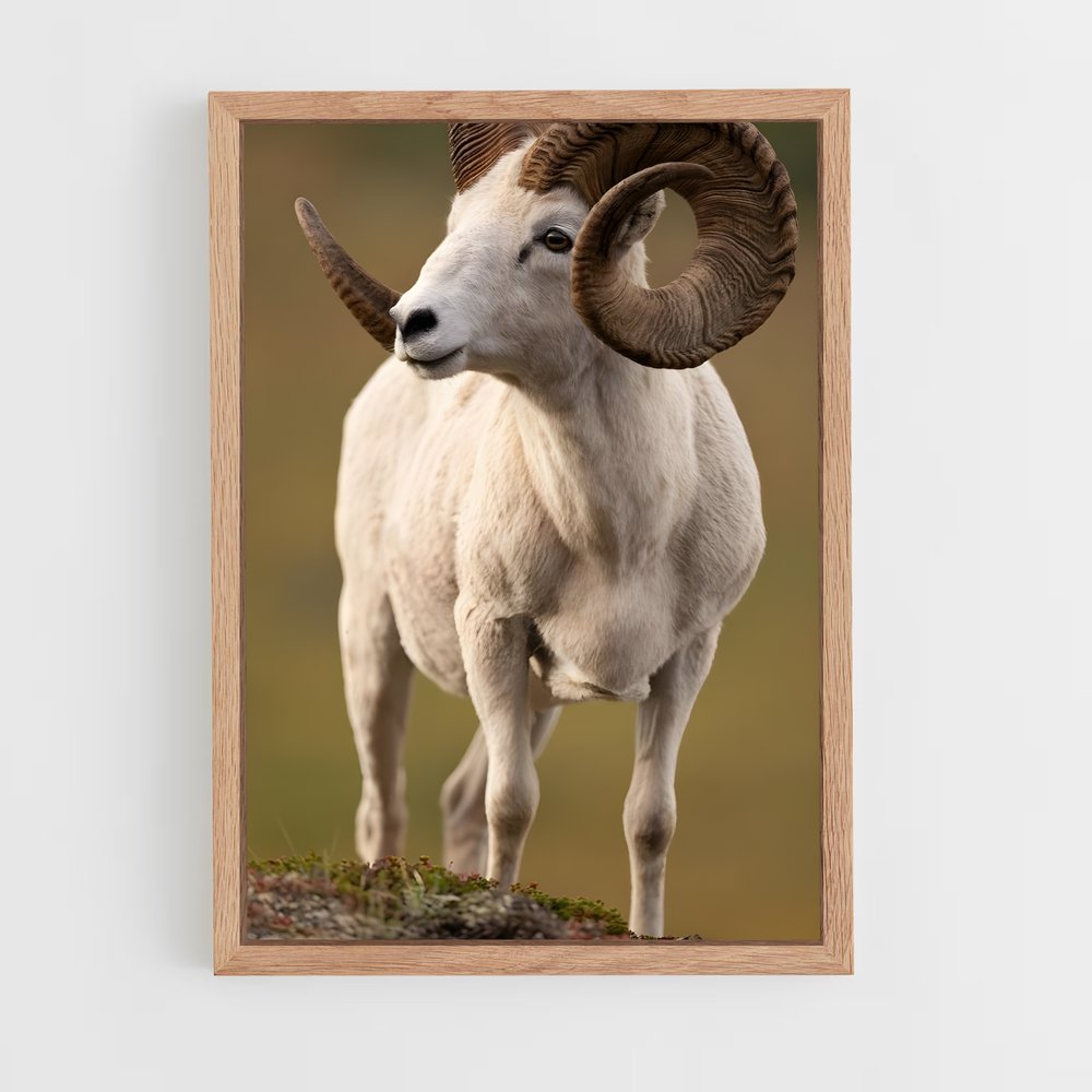 ap-bighorn sheep-8 cadre Bois clair