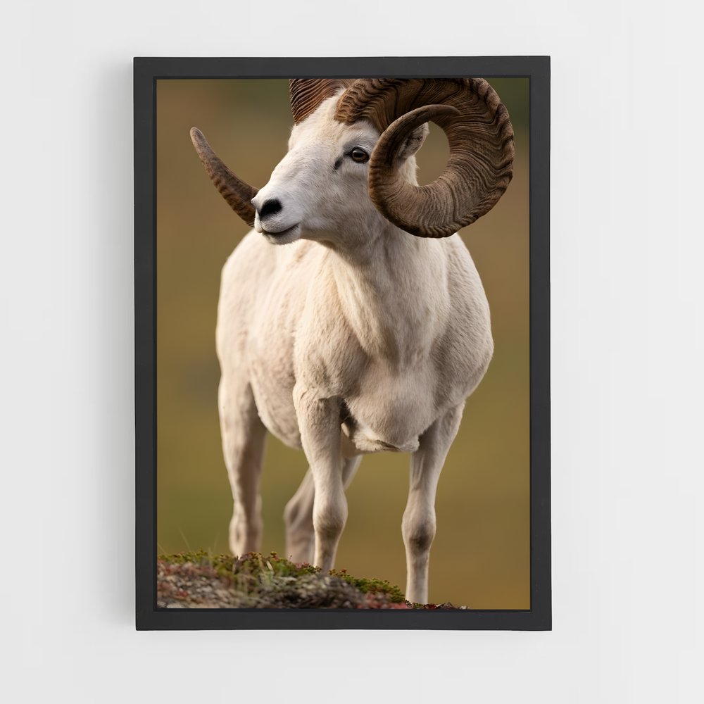 ap-bighorn sheep-8 cadre Noir