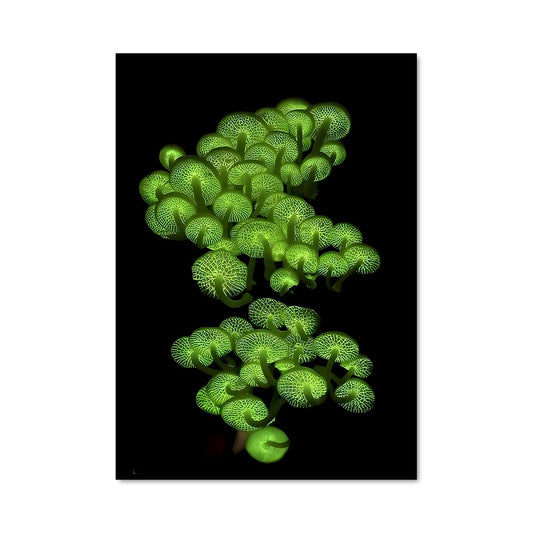Poster Fleurs Luminescentes
