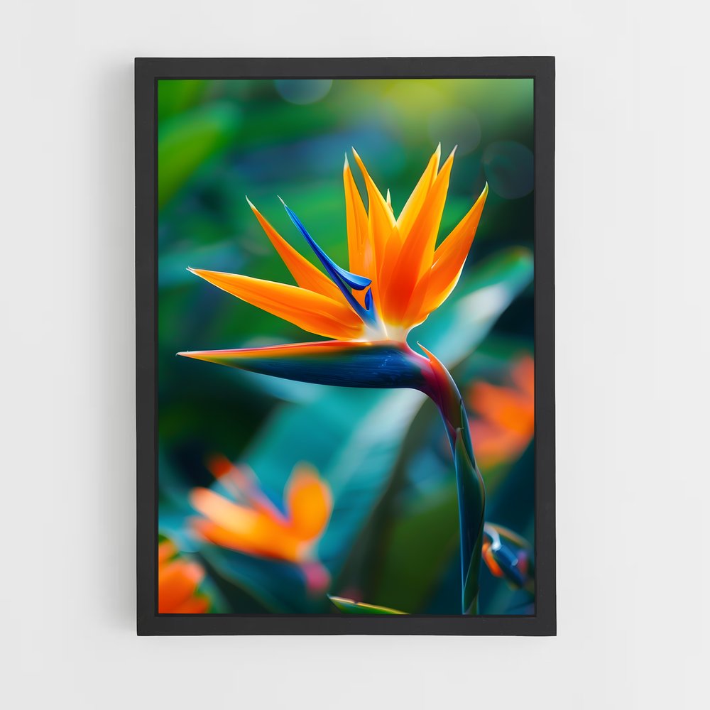 ap-bird of paradise-1 cadre Noir