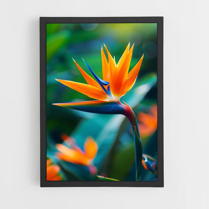 ap-bird of paradise-1 cadre Noir