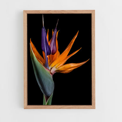 ap-bird of paradise-14 cadre Bois clair