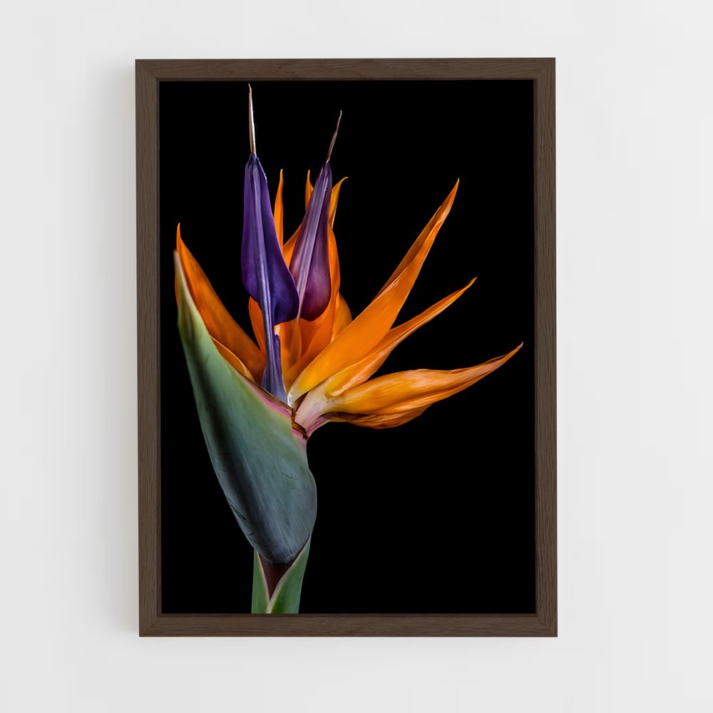 ap-bird of paradise-14 cadre Bois foncé