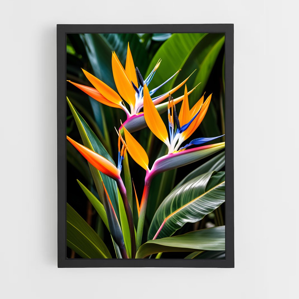 ap-bird of paradise-3 cadre Noir