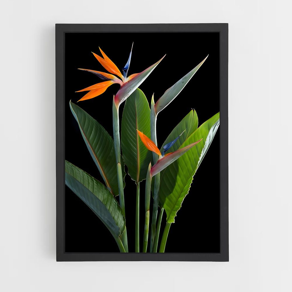 ap-bird of paradise-6 cadre Noir