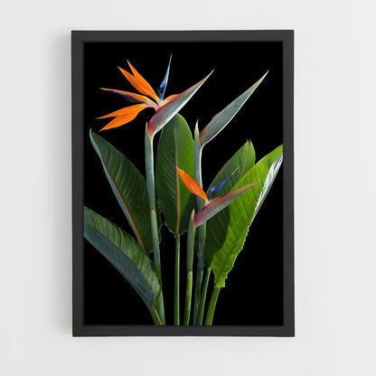 ap-bird of paradise-6 cadre Noir