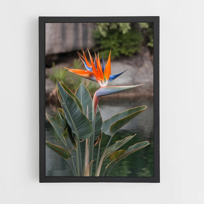 ap-bird of paradise-7 cadre Noir