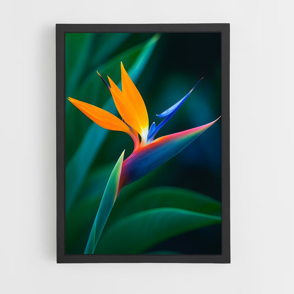 ap-bird of paradise-8 cadre Noir
