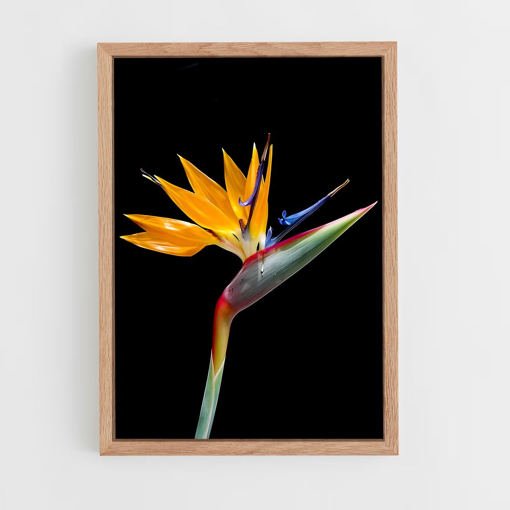 ap-bird of paradise-9 cadre Bois clair