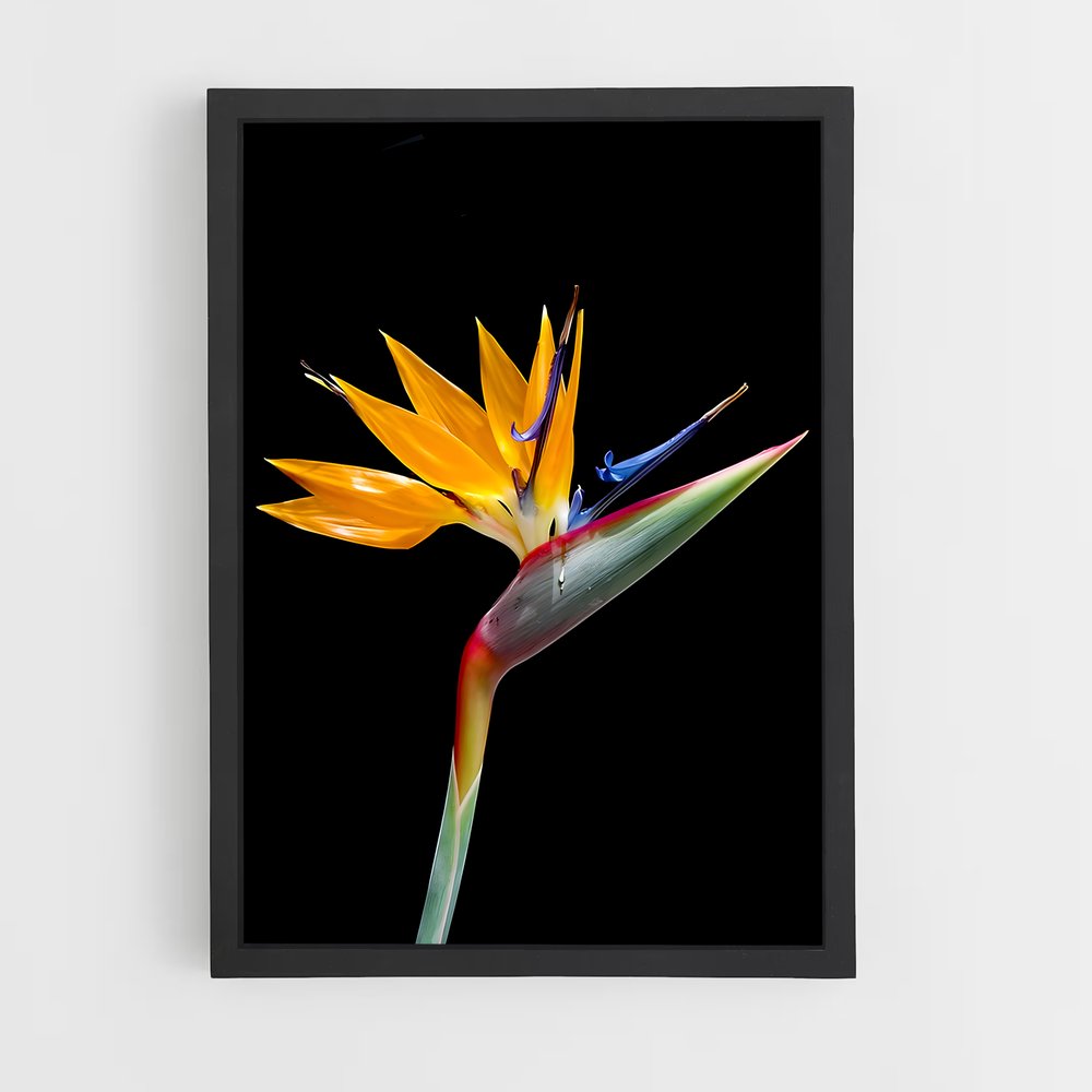ap-bird of paradise-9 cadre Noir