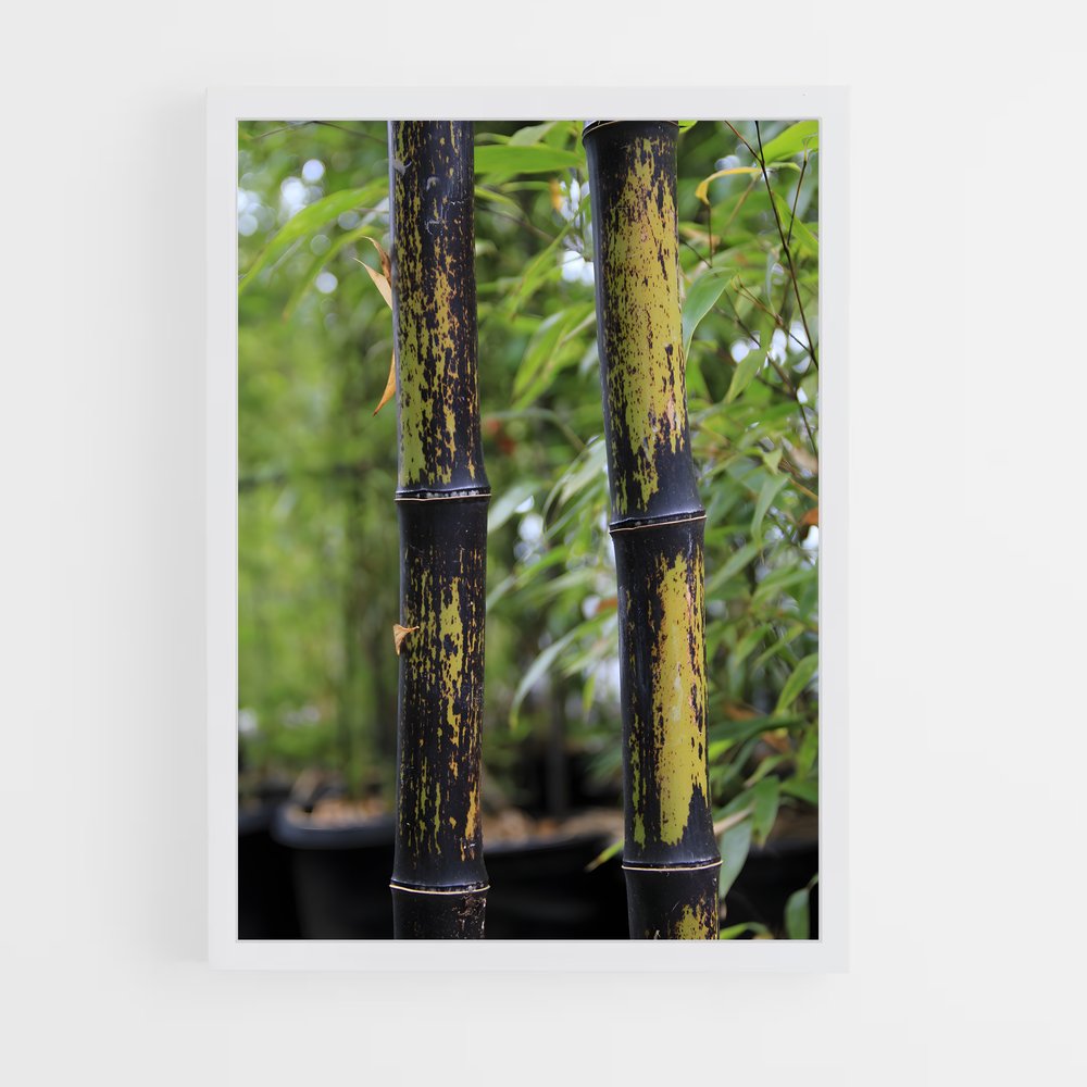 ap-black bamboo-3 cadre Blanc