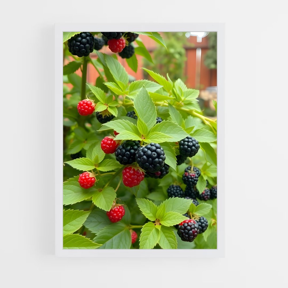 ap-blackberry-1 cadre Blanc