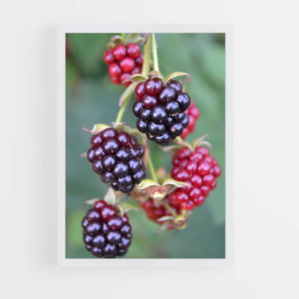 ap-blackberry-4 cadre Blanc