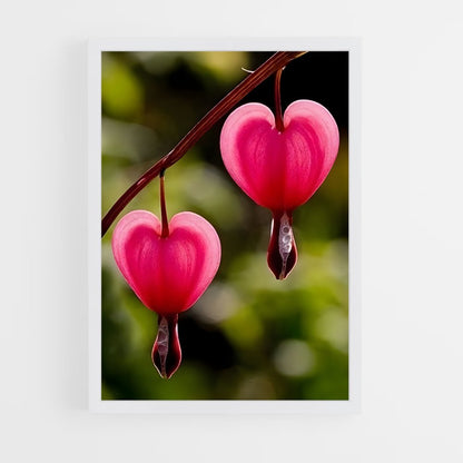 ap-bleeding heart-1 cadre Blanc