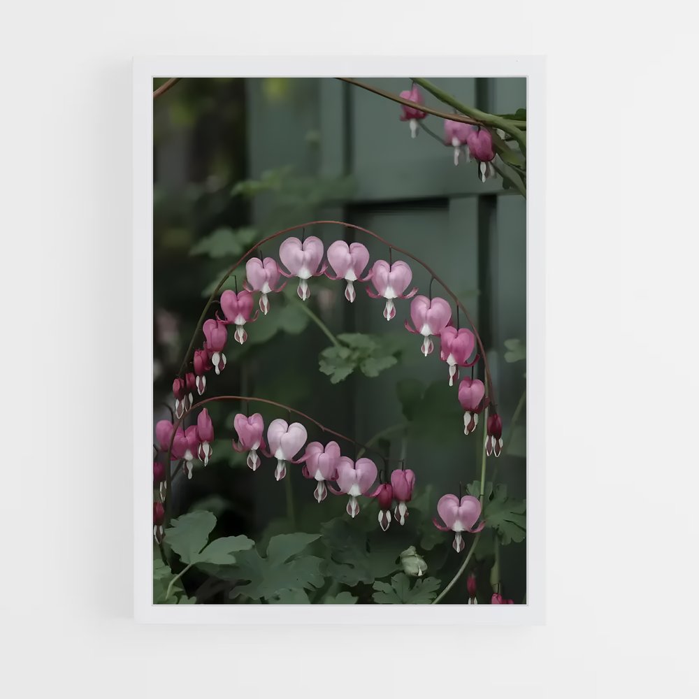 ap-bleeding heart-2 cadre Blanc