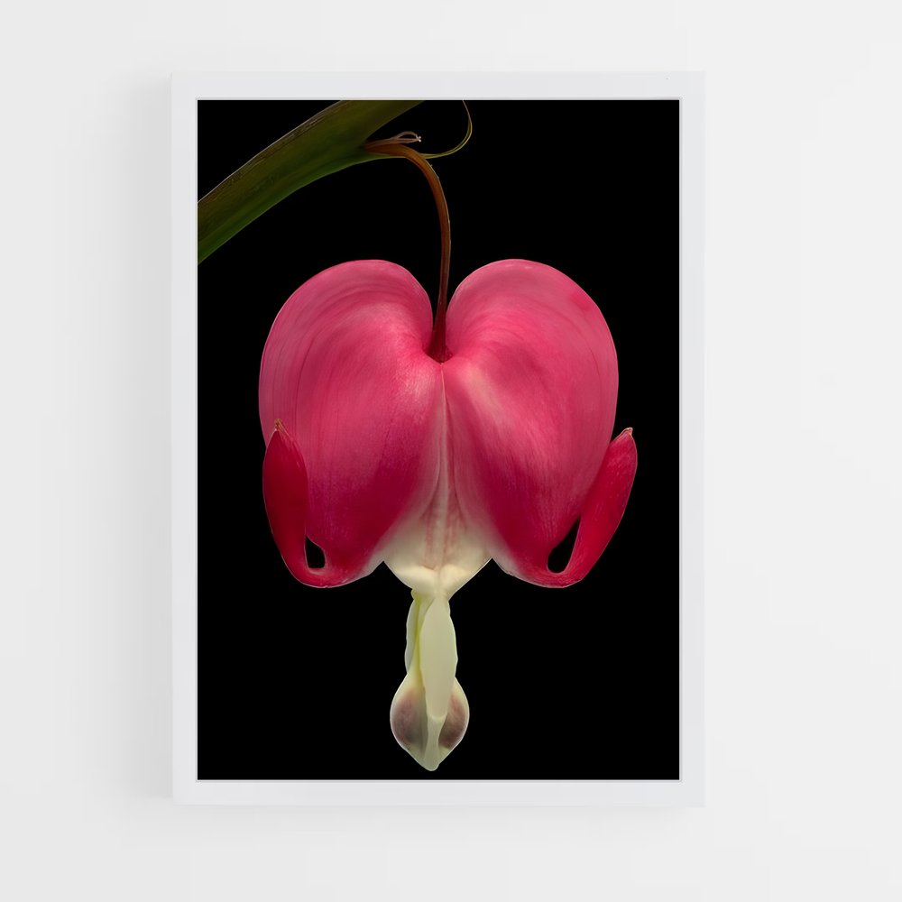 ap-bleeding heart-3 cadre Blanc
