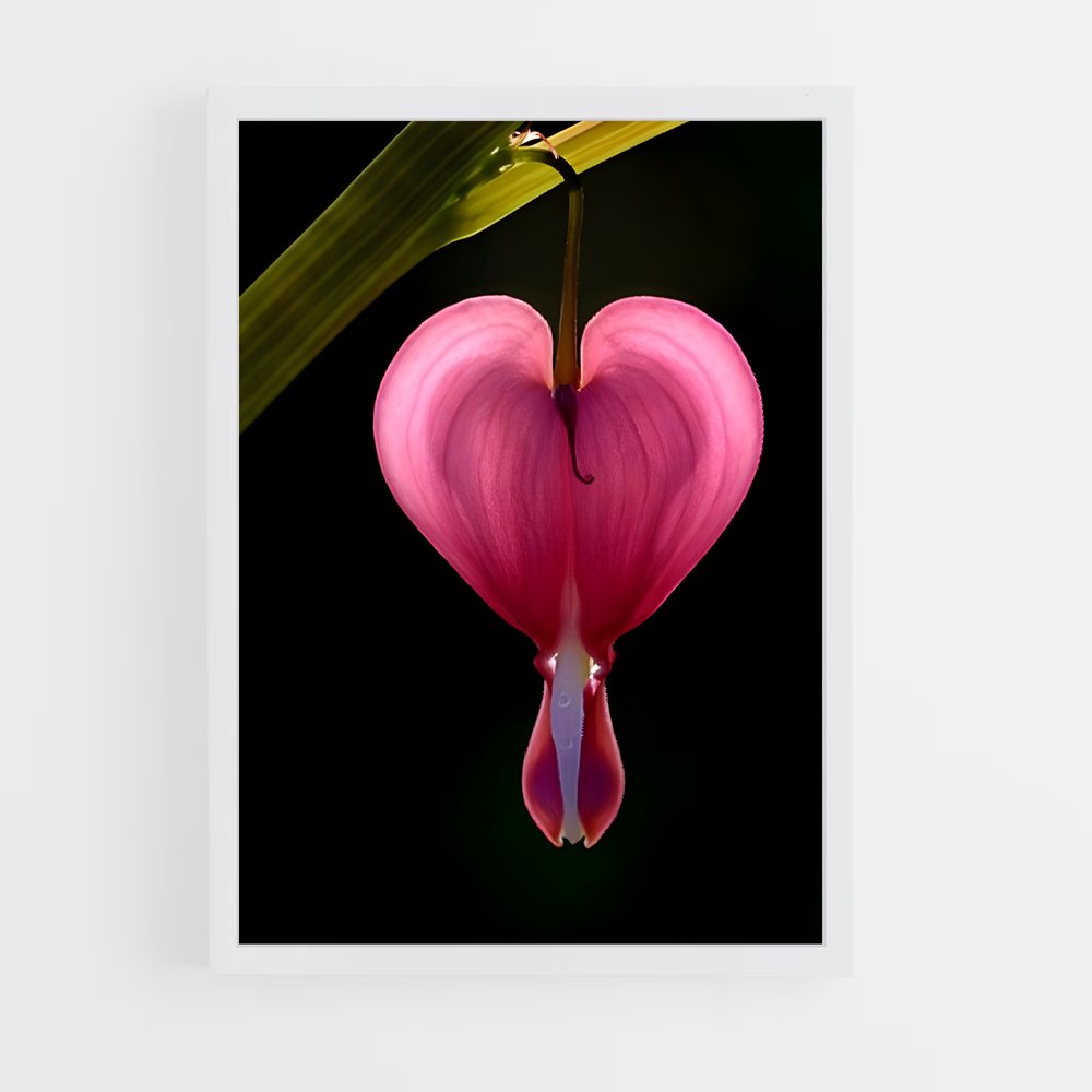 ap-bleeding heart-5 cadre Blanc