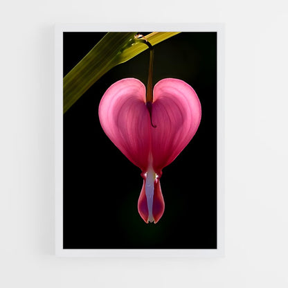 ap-bleeding heart-5 cadre Blanc