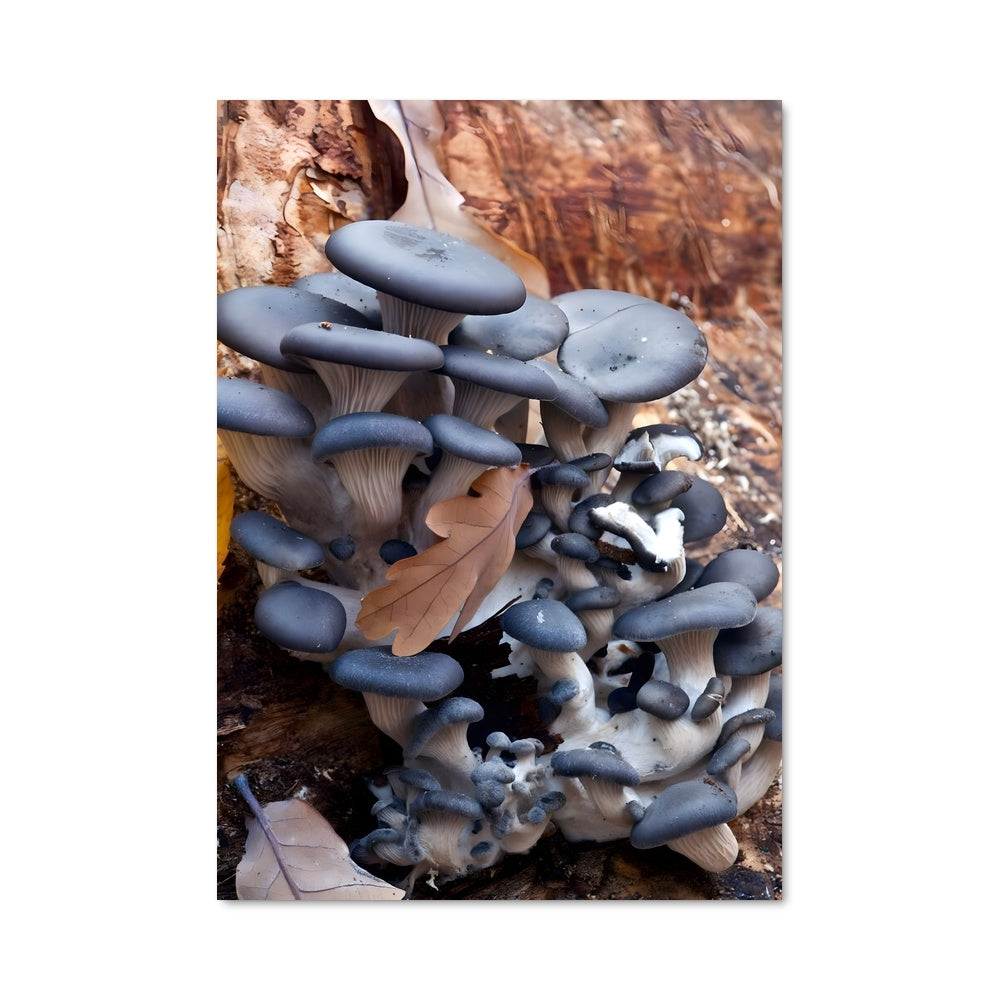 Poster Blue oyster 94190