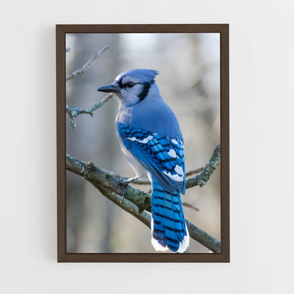 ap-blue jay-1 cadre Bois foncé