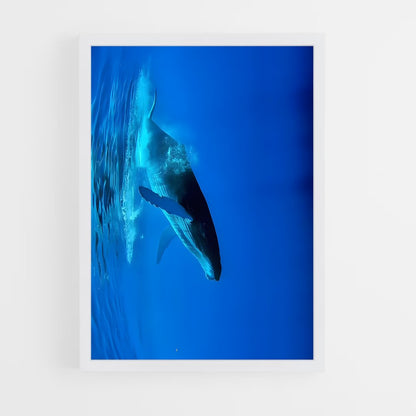 ap-blue whale-2 cadre Blanc