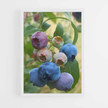 ap-blueberry-2 cadre Blanc
