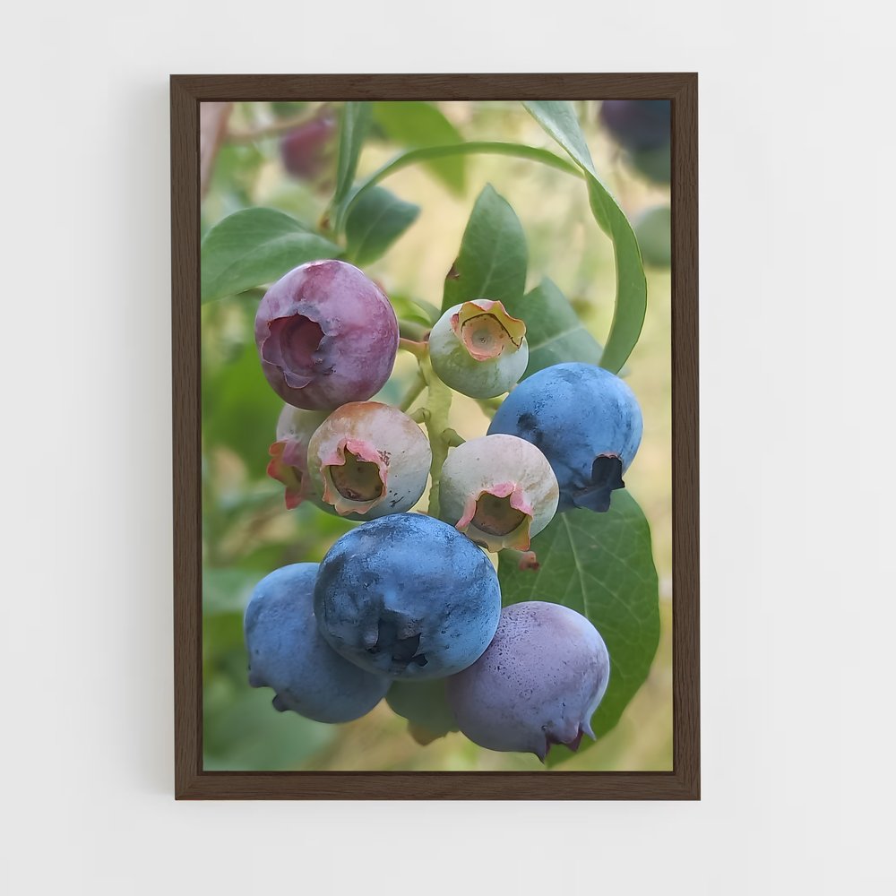 ap-blueberry-2 cadre Bois foncé