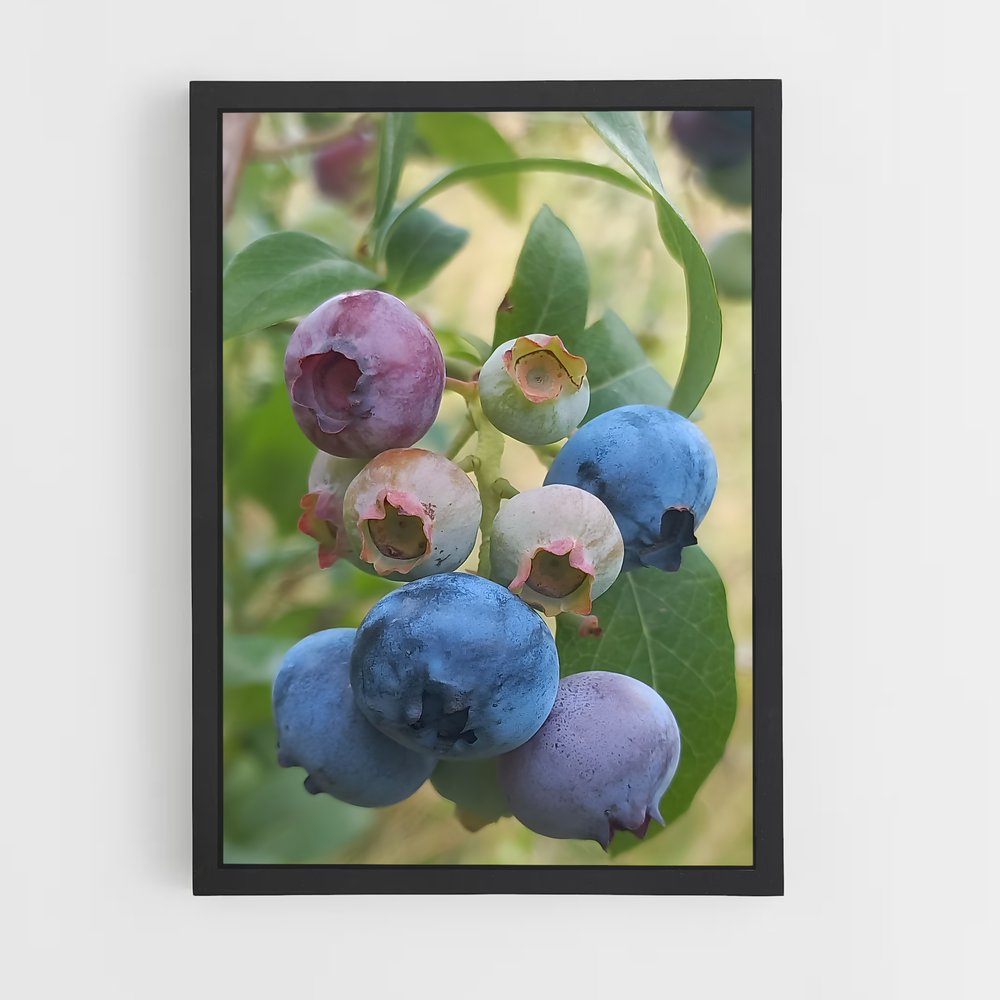 ap-blueberry-2 cadre Noir