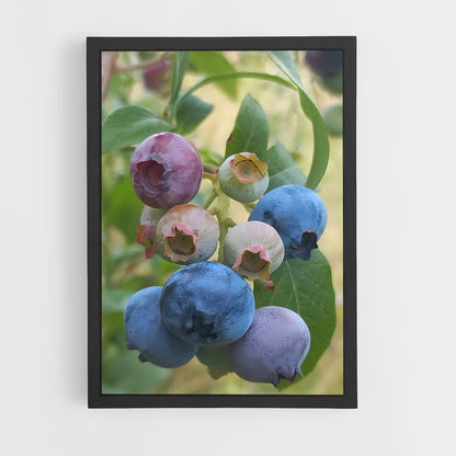 ap-blueberry-2 cadre Noir