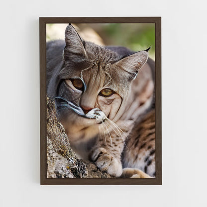 ap-bobcat-7 cadre Bois foncé