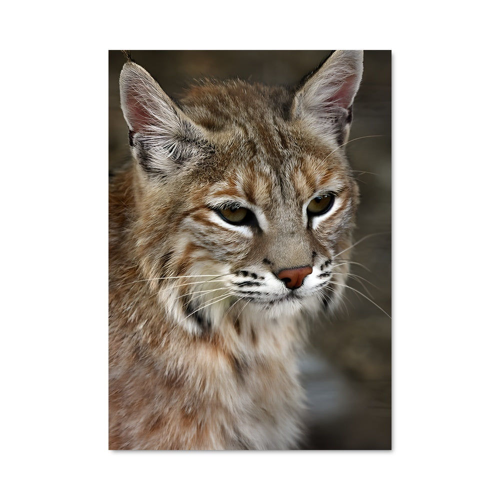 Poster Bobcat Fever