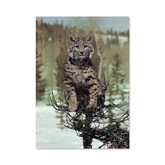 Poster Chat des Neiges