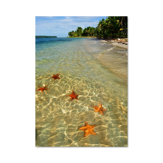 Poster Étoiles de Mer