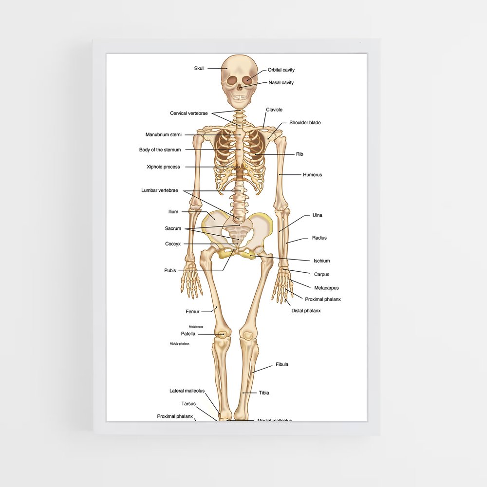 ap-bone-2 cadre Blanc