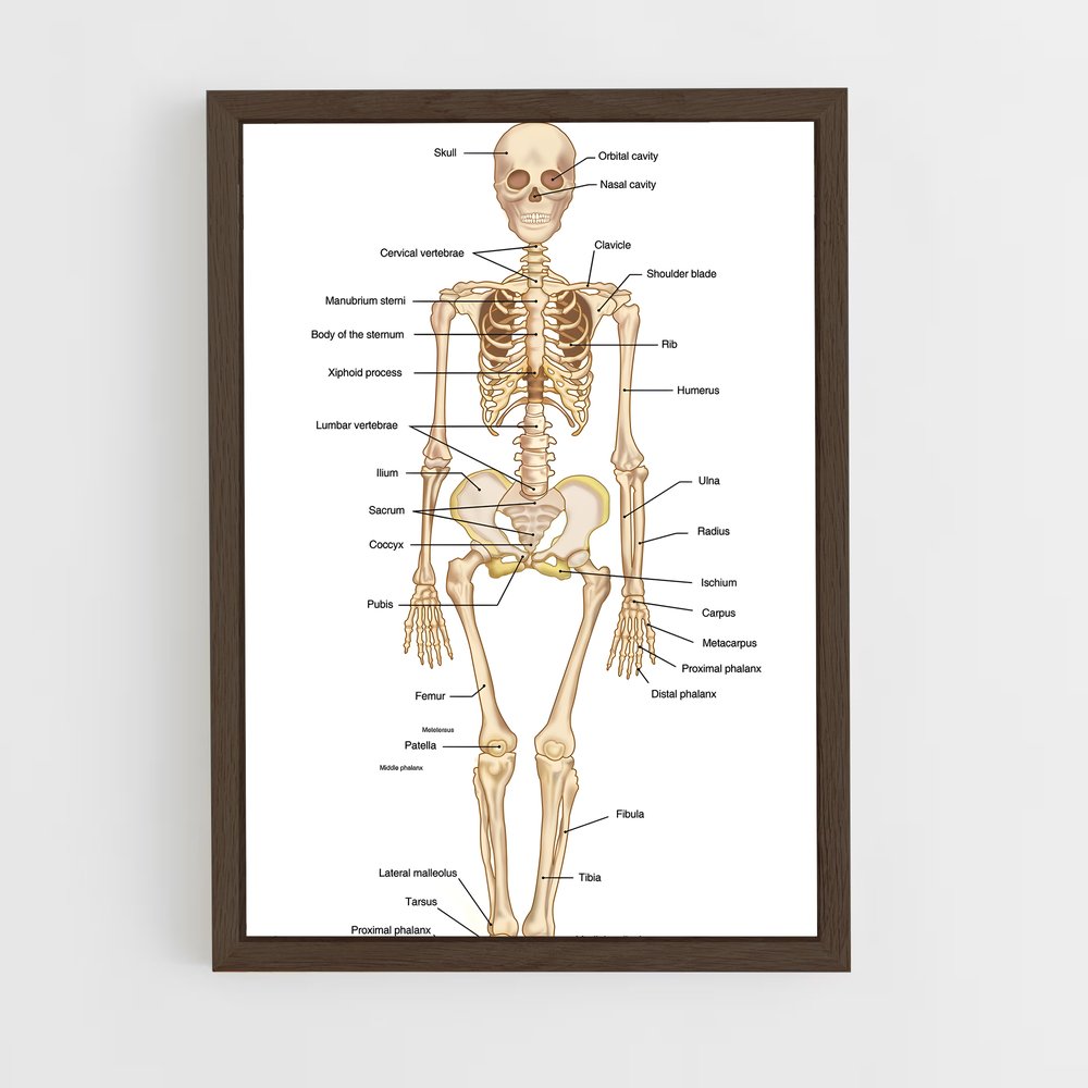 ap-bone-2 cadre Bois foncé