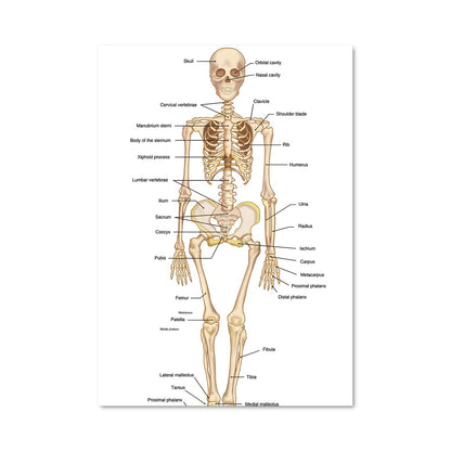 Poster Skeleton Dreams