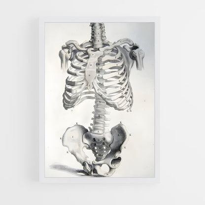 ap-bone-4 cadre Blanc