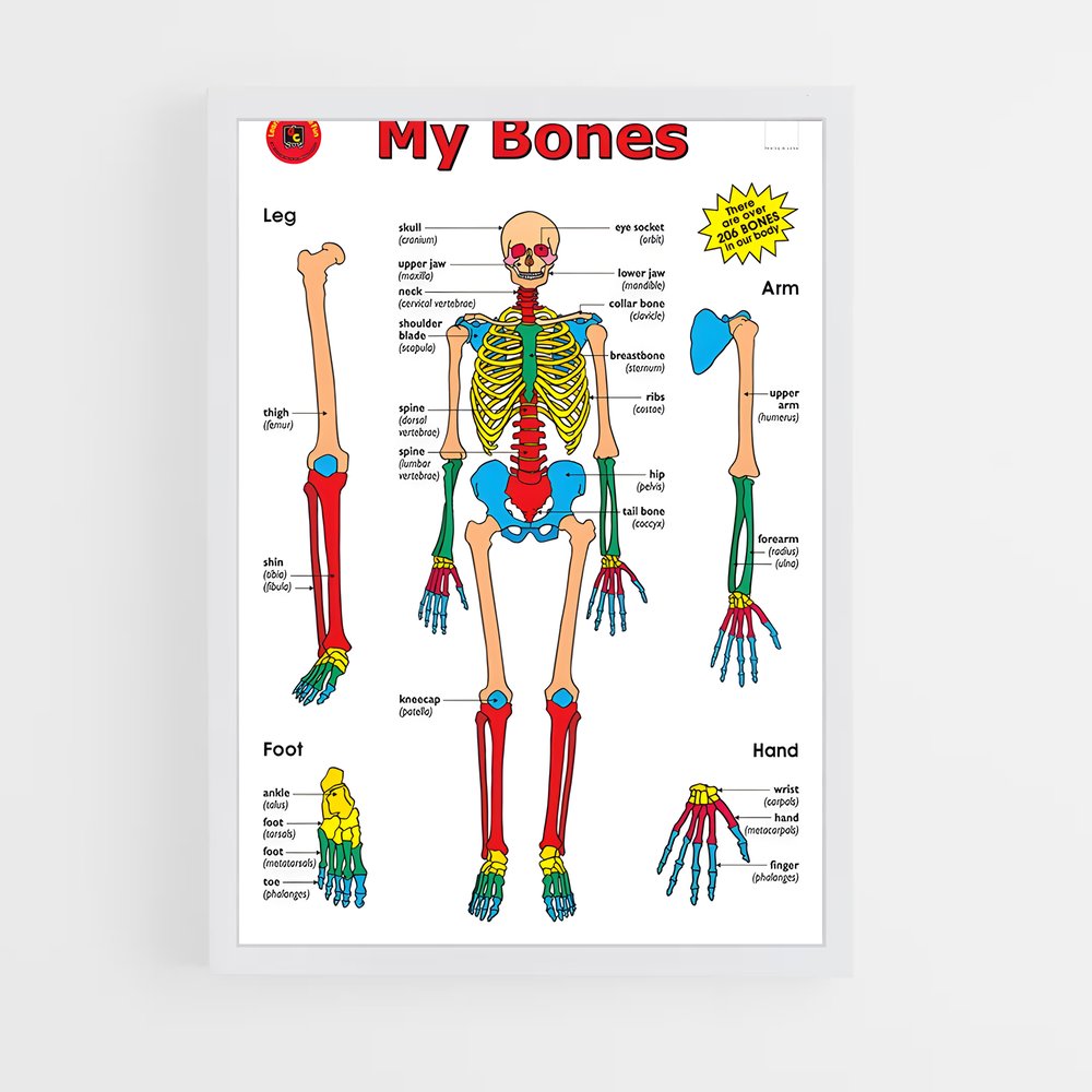 ap-bone-6 cadre Blanc